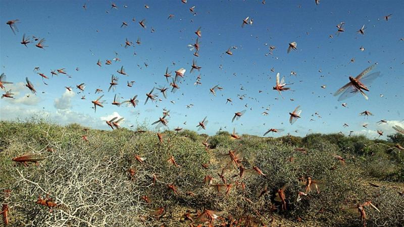 Locust swarm in Hormozgan Province of Iran, February 2020