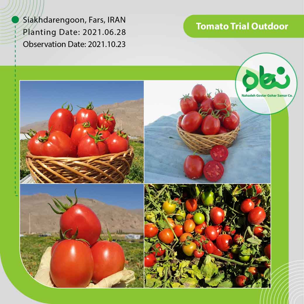 Tomato Trial Outdoor(3)