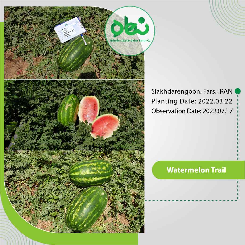 Watermelon Trial(1)